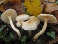 Hygrophorus lindtneri